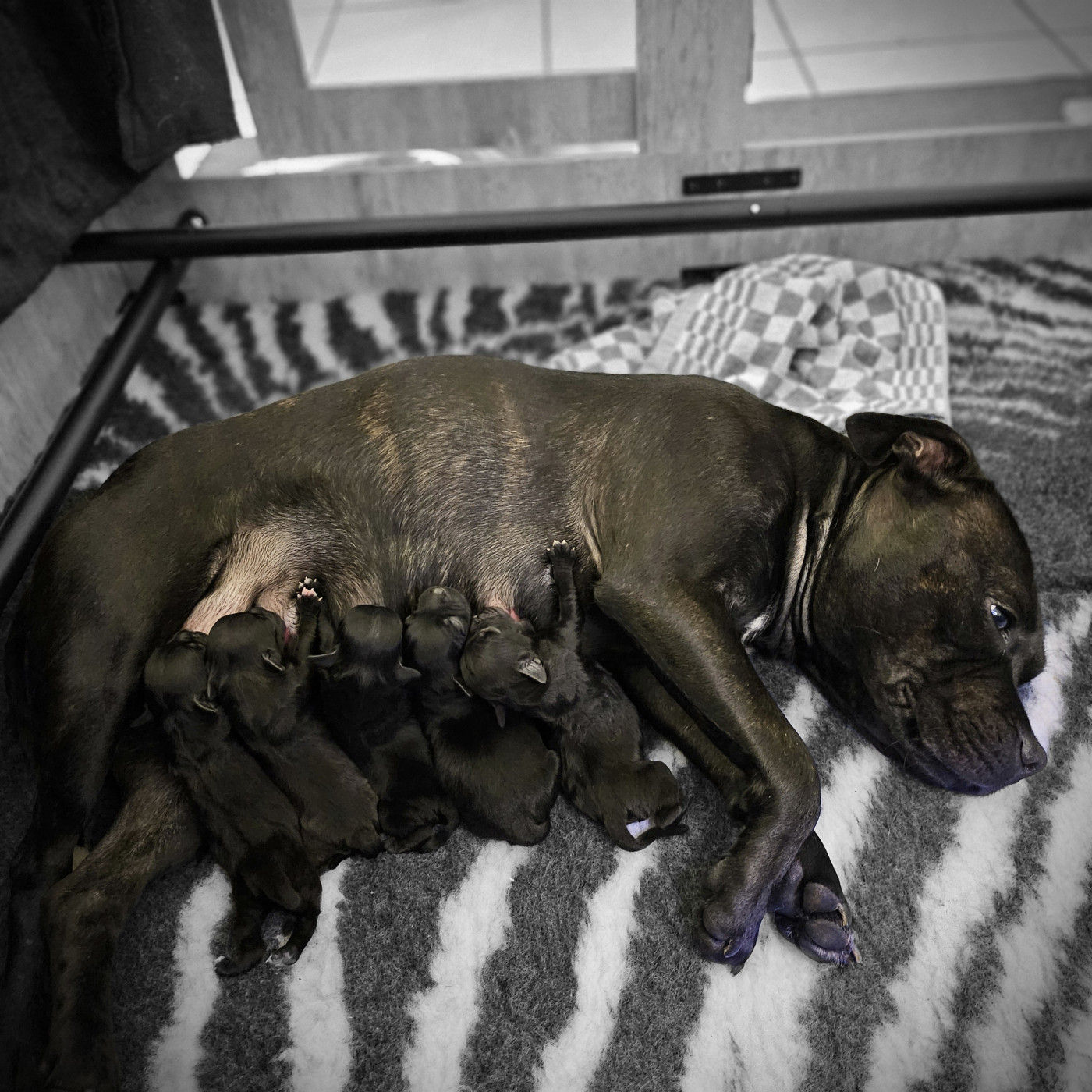 Chiot Staffordshire Bull Terrier du Royaume du Staffi Audois