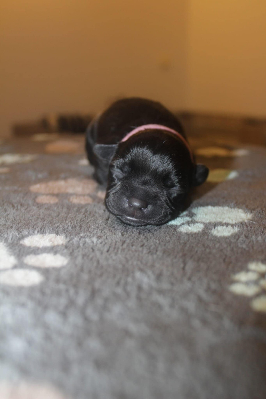 du Royaume du Staffi Audois - Chiots disponibles - Staffordshire Bull Terrier